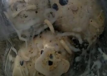 Viral Ada Belatung di MBG, Dinkes Brebes Siap Audit Total SPPG Ketanggungan!