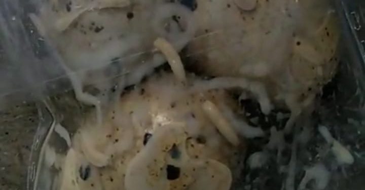 Viral Ada Belatung di MBG, Dinkes Brebes Siap Audit Total SPPG Ketanggungan!