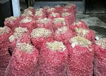 Petani Brebes Menjerit, Bombai Mini Ilegal Hancurkan Harga Bawang Merah!
